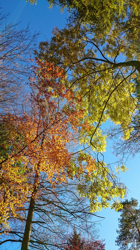 Crown reduction on a red oak, Druid Hills