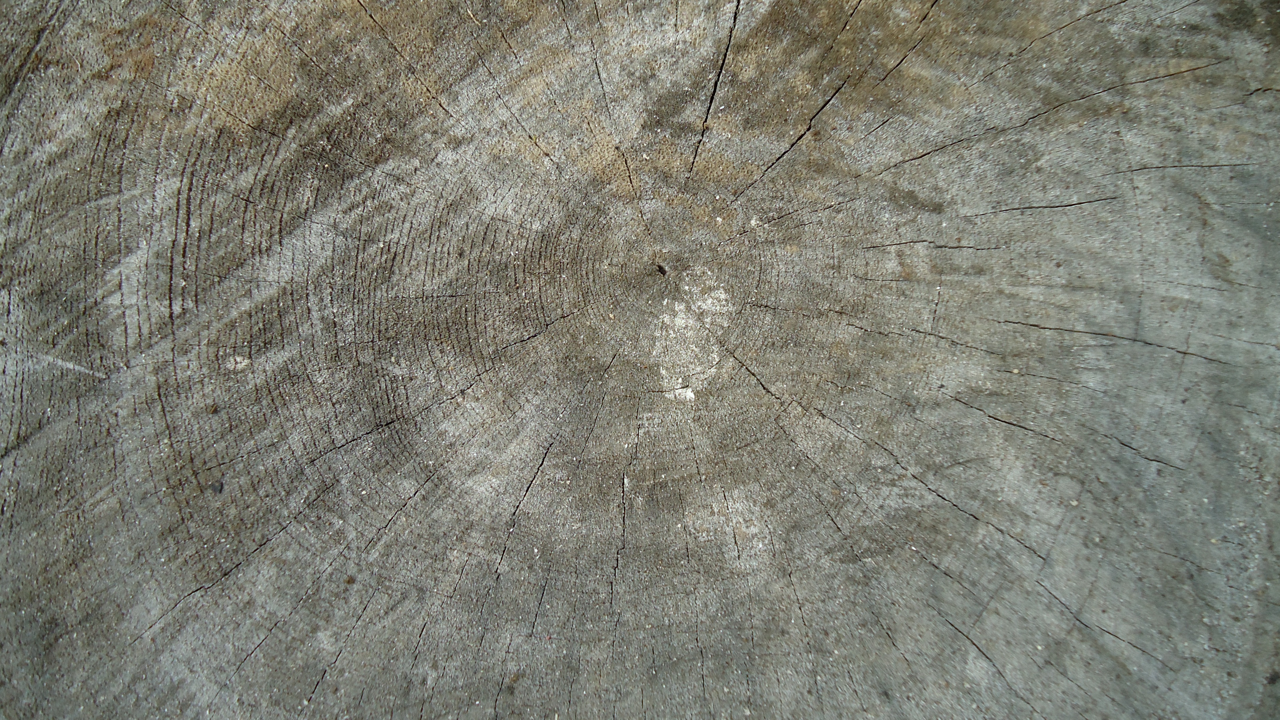 Stump ground 12 in. below grade, Decatur